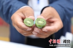 农户正在展示引进的新优品种软枣猕猴桃。供图 - 中国新闻社河北分社