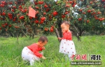 清河县万亩山楂基地内山楂喜获丰收，两名孩童正在山楂树下采摘玩耍。 裴海潮 摄 - 中国新闻社河北分社