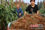 平乡县马鲁集村民刘英怀(左)种植的高粱喜获丰收。 姚友谅 摄 - 中国新闻社河北分社