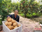 图为梨农种植户在搬运黄梨。　王华美 摄 - 中国新闻社河北分社