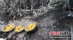 抢收玉米现场。 供图 - 中国新闻社河北分社