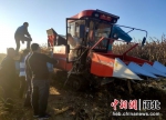 图为武强县豆村镇西左村的农民在用履带式收割机收玉米。杨树华 摄 - 中国新闻社河北分社