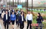 沧州市委副书记、市长向辉一行到运河区观摩。王韬 摄 - 中国新闻社河北分社