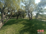 图为治理后的邯郸市沁河郊野公园一角。王天译 摄 - 中国新闻社河北分社