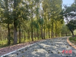 图为贯穿沁河郊野公园16公里长的生态廊道。 王天译 摄 - 中国新闻社河北分社