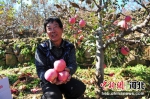 农民采摘苹果。 张桂芹 摄 - 中国新闻社河北分社