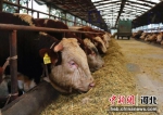 养殖基地内，散料机在投喂肉牛。 徐海涛 摄 - 中国新闻社河北分社