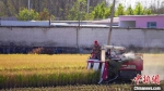 收割机在稻田收割。　戴明晨 摄 - 中国新闻社河北分社