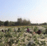 村民在平乡县里村七月菊种植基地内采摘七月菊。　李冰冰 摄 - 中国新闻社河北分社