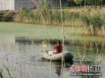 图为巨鹿县的河塘水质已经恢复清澈。徐彪 摄 - 中国新闻社河北分社