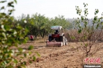 巨鹿县巨鹿镇上疃村的农民驾驶农机在田间耙地为播种冬小麦做准备。　胡良川 摄 - 中国新闻社河北分社