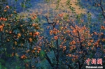 漫山遍野的柿子如红灯笼挂满枝头。　张丽娟 摄 - 中国新闻社河北分社