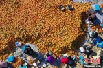 工人们围在柿子堆旁分拣、装箱。　张丽娟 摄 - 中国新闻社河北分社