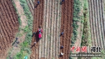 图为红薯种植基地一派繁忙景象。 王斌 摄 - 中国新闻社河北分社