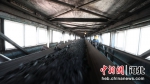 开滦集团全力以赴保障电煤供应。 李晓辉 摄 - 中国新闻社河北分社
