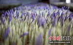 10月28日，河北肃宁县御带河藏红花种植园，盛开的藏红花。刘巨雷摄 - 中国新闻社河北分社