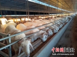 图为肉羊养殖基地。 尤善杰 摄 - 中国新闻社河北分社