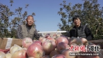图为图为冀南新区兴善村果农采摘的皴苹果。 周景泽 摄 - 中国新闻社河北分社