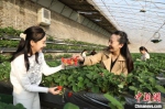 游客在草莓大棚内采摘、嬉戏。　张丽双 摄 - 中国新闻社河北分社
