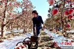 游客在采摘高山苹果。　郝磊晶 摄 - 中国新闻社河北分社