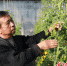 村民李永安在宏泽农场的西红柿大棚里工作。刘鹏 摄 - 中国新闻社河北分社