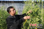 村民李永安在宏泽农场的西红柿大棚里工作。刘鹏 摄 - 中国新闻社河北分社