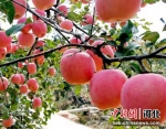 图为顺农果品现代农业园区种植的三优红富士苹果。 张明月 摄 - 中国新闻社河北分社
