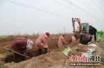 图为8日上午，冀南新区人机配合采挖“白玉山药”。 周景泽 - 中国新闻社河北分社
