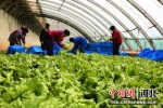 图为工人们采收球生菜。 徐海涛 摄 - 中国新闻社河北分社