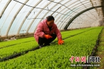 工人在查看球生菜苗长势。 徐海涛 摄 - 中国新闻社河北分社