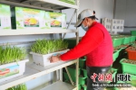 河北省南宫市北胡办黄韭种植基地的农民正在整理黄韭。 王林 - 中国新闻社河北分社