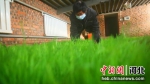 河北省南宫市北胡办黄韭种植基地的农民正在整理黄韭。王林 - 中国新闻社河北分社