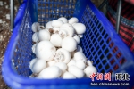 图为刚刚采摘下来的双孢菇。 贾昆 摄 - 中国新闻社河北分社