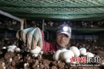 图为杨洼村菇农按标准采收双孢菇。 贾昆 - 中国新闻社河北分社