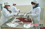 图为工人包装红枣。 陈静 摄 - 中国新闻社河北分社