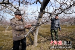 图为果农进行桃树枝条整形修剪。 张亮 摄 - 中国新闻社河北分社