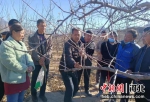 农技专家正在给果农讲解苹果树的冬剪要领。 赵路沙 摄 - 中国新闻社河北分社