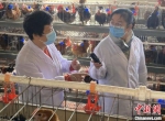专家在进述“太行鸡”的特点 赞皇县委宣传供图 - 中国新闻社河北分社