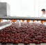 图为工人在清洗酿酒原料—阜平大枣。　李秀芹 摄 - 中国新闻社河北分社
