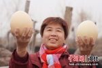 内丘县辛北庄鸵鸟养殖基地，养殖户展示鸵鸟蛋。 刘继东 摄 - 中国新闻社河北分社