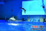 图为海豚表演。翟羽佳 摄 - 中国新闻社河北分社
