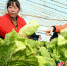 隆尧县固城镇乡观村，农民在日光温室大棚里收获大白菜。 - 中国新闻社河北分社