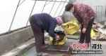 家庭妇女在工作。张驰 摄 - 中国新闻社河北分社