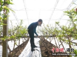 图为河北省昌黎县吴家坨村种植户在棚内对油桃进行管理。牛春富 摄 - 中国新闻社河北分社