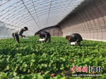 贾小盟(右一)和村民在采收草莓。 苏晓柳 摄 - 中国新闻社河北分社