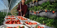 图为昌黎县刘李庄村的草莓种植户正在转运采摘下来的草莓。 贾一凡 摄 - 中国新闻社河北分社