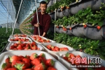 图为昌黎县刘李庄村的草莓种植户正在转运采摘下来的草莓。 贾一凡 摄 - 中国新闻社河北分社
