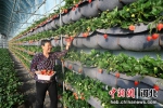 图为昌黎县刘李庄村的草莓种植户正在采摘成熟的草莓。 贾一凡 摄 - 中国新闻社河北分社