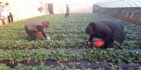 图为游客在采摘草莓。冯丽红 摄 - 中国新闻社河北分社