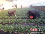 图为游客在采摘草莓。冯丽红 摄 - 中国新闻社河北分社
